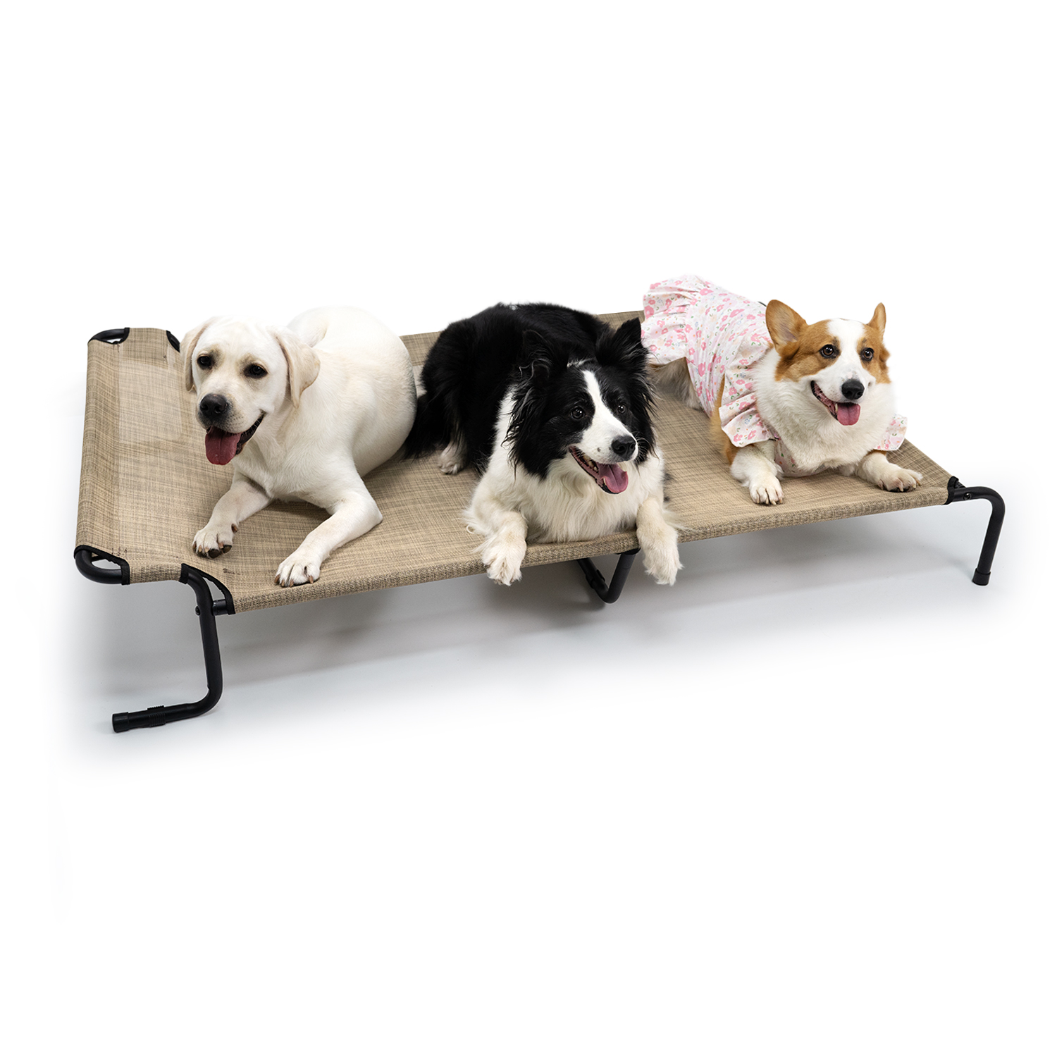 dog elevated beds
